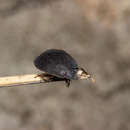 Image of Alpine shield beetle