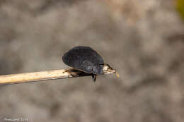 Image of Alpine shield beetle