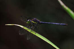 Image of Agrionoptera longitudinalis Selys 1878