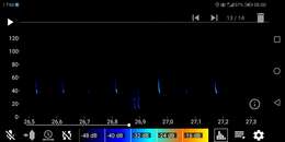 Image of Kuhl's Pipistrelle