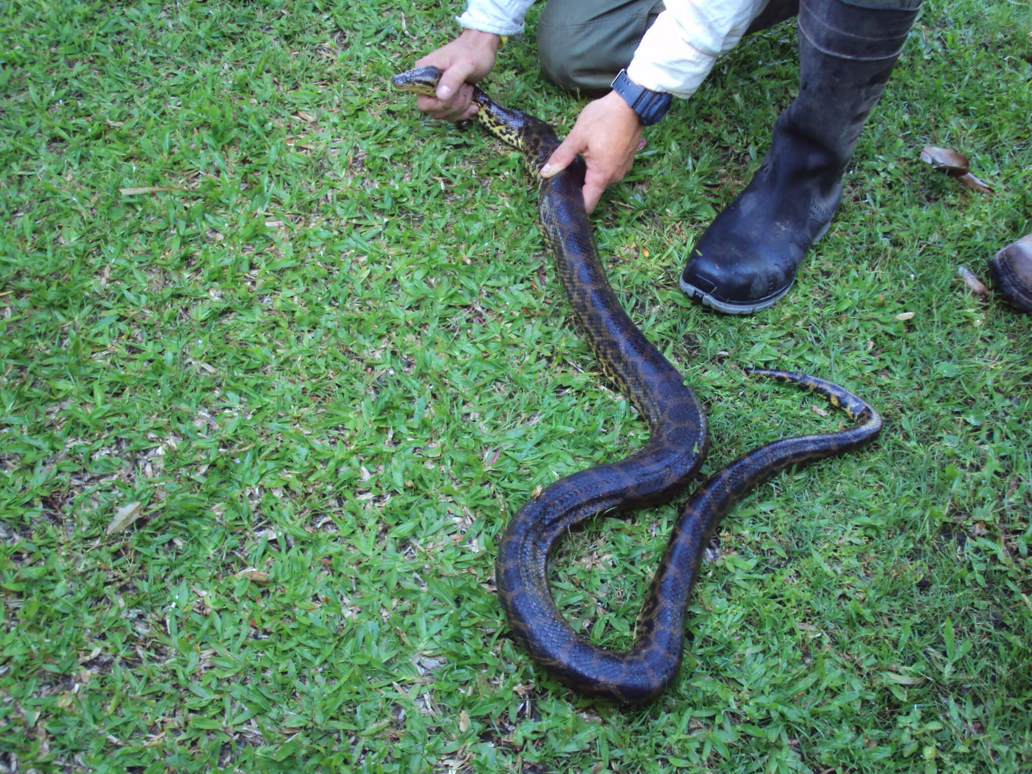 Image of Yellow anaconda
