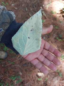 Image of Populus simaroa J. Rzedowski