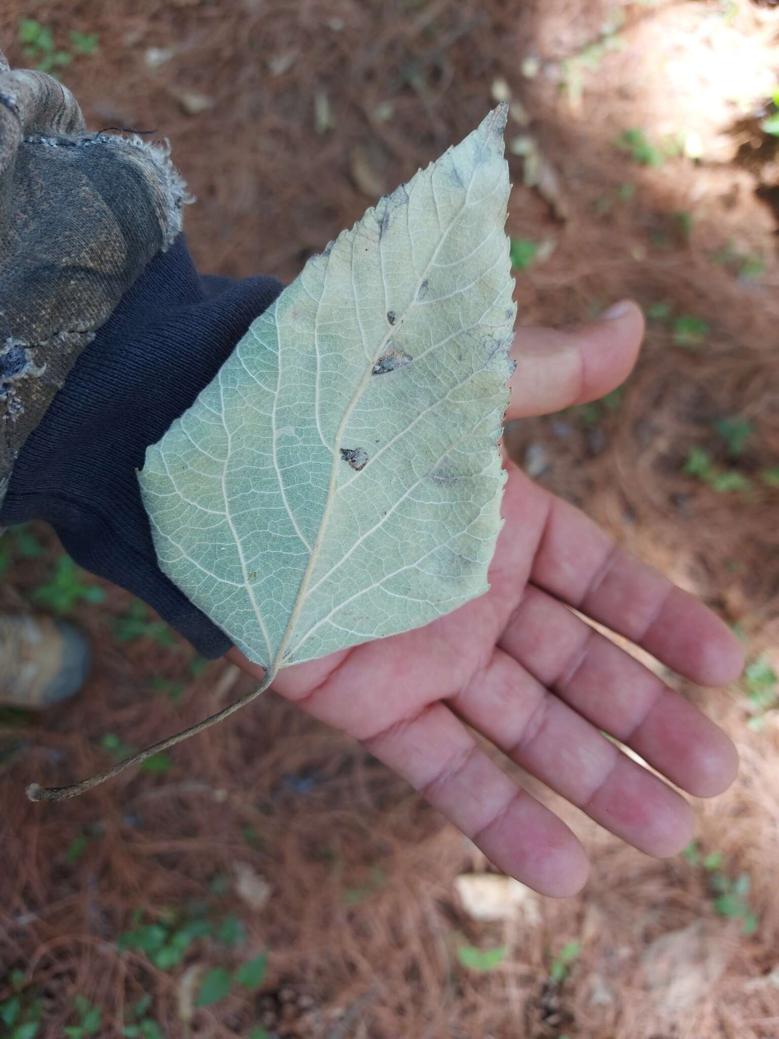 Populus simaroa J. Rzedowski resmi