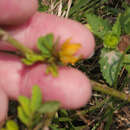 صورة Senna cobanensis (Britton & Rose) H. S. Irwin & Barneby