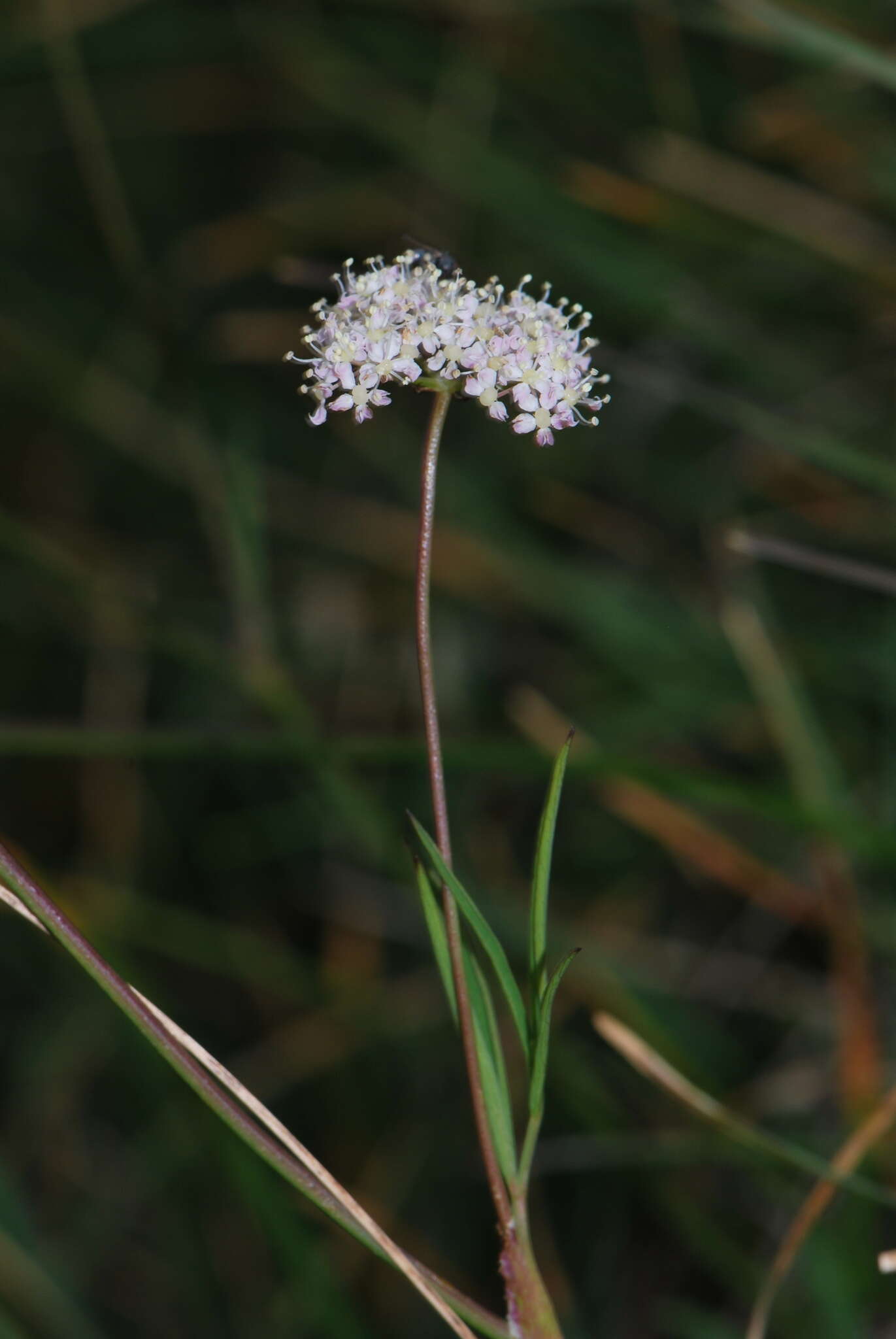 Imagem de Laserpitium peucedanoides L.