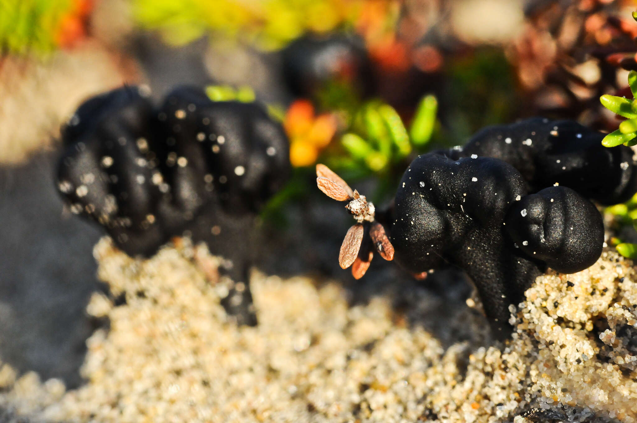 Image of Sabuloglossum arenarium (Rostr.) Hustad, A. N. Mill., Dentinger & P. F. Cannon 2013