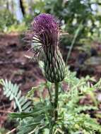 Imagem de Cirsium repandum Michx.