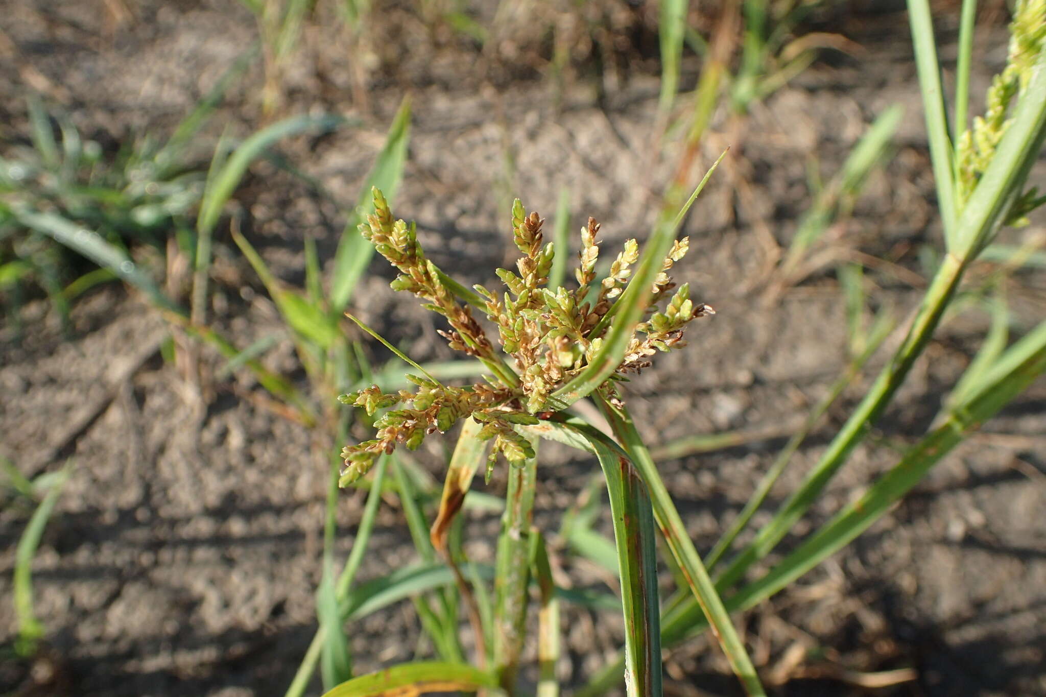 Image de Cyperus iria L.