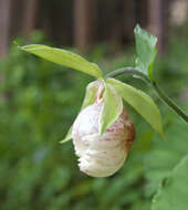 Image of Korean ladyslipper