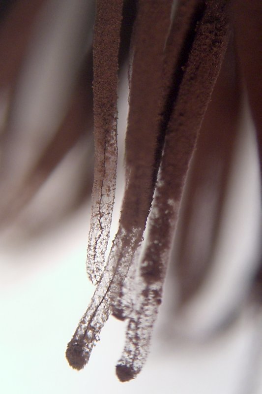 Image of <i>Stemonitis splendens</i>