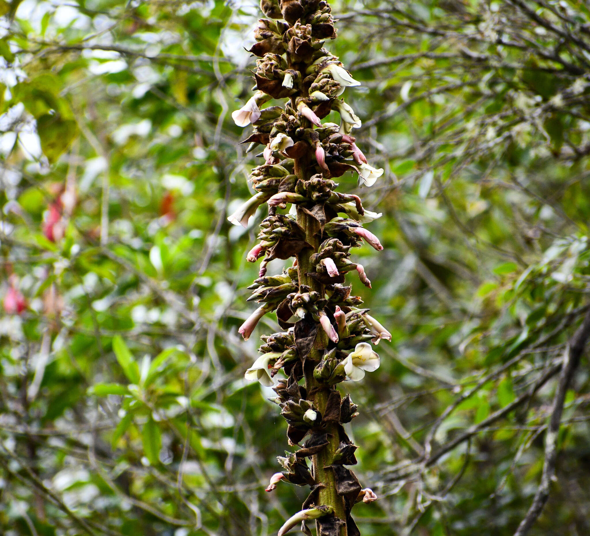 Image of Puya tillii Manzan.