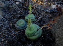 Crassula hemisphaerica Thunb. resmi