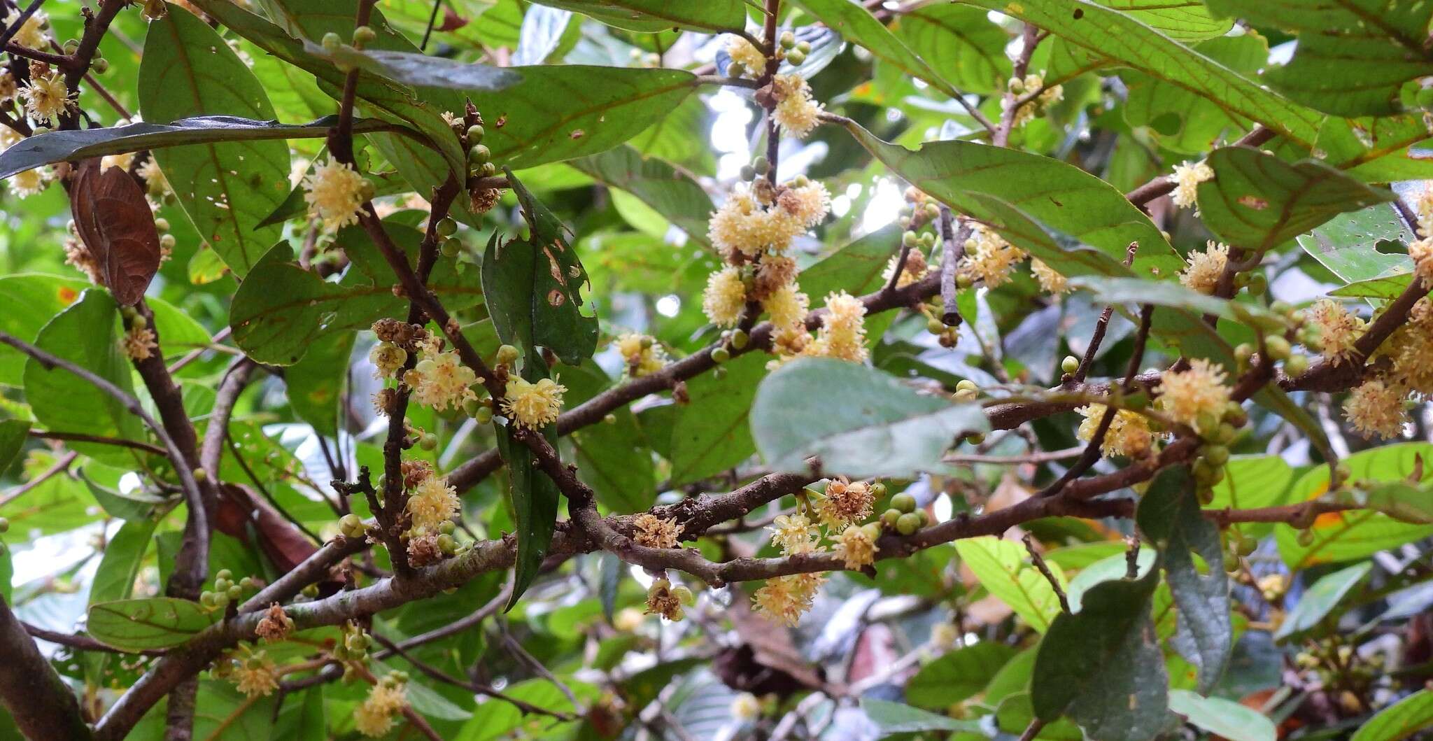 Image of Litsea leefeana (F. Müll.) Merr.