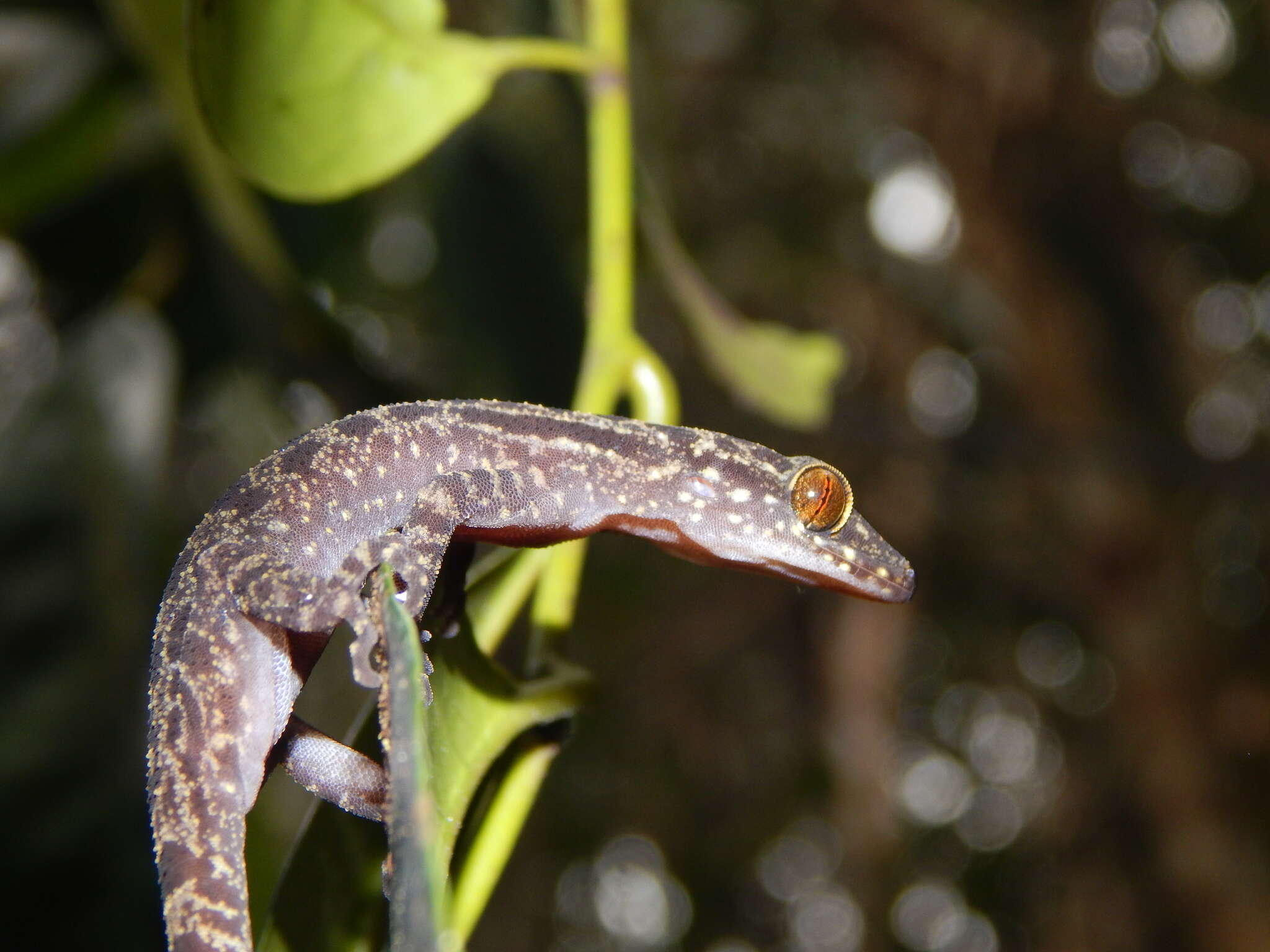 Image of Cyrtodactylus majulah Grismer, Wood & Lim 2012