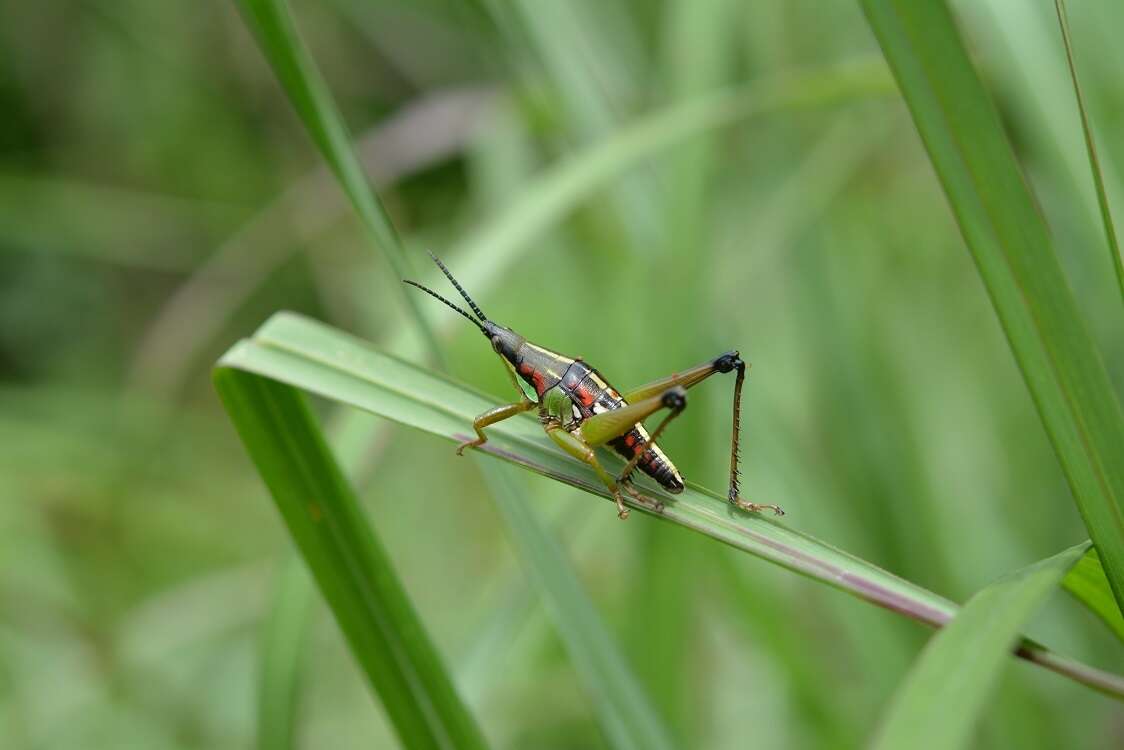 صورة Sphenarium histrio Gerstaecker 1884