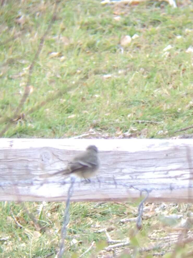 Image of American Grey Flycatcher