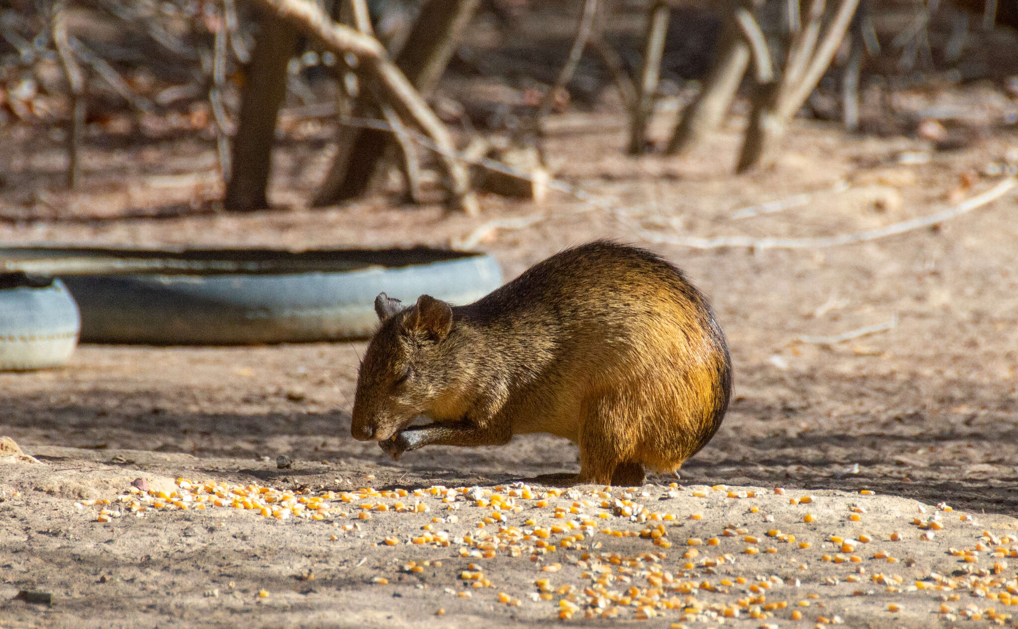 Image of Black-rumped Agouti