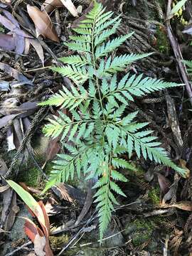 Image of Davallia pyxidata Cav.