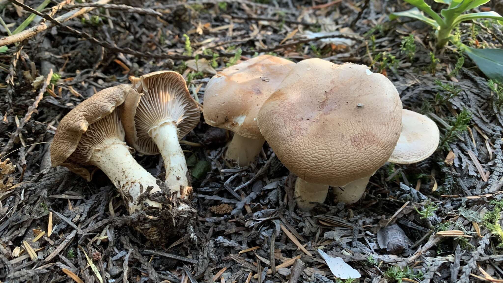 Image of Cleistocybe vernalis Ammirati, A. D. Parker & Matheny 2007