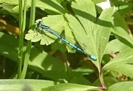 Imagem de Coenagrion puella (Linnaeus 1758)