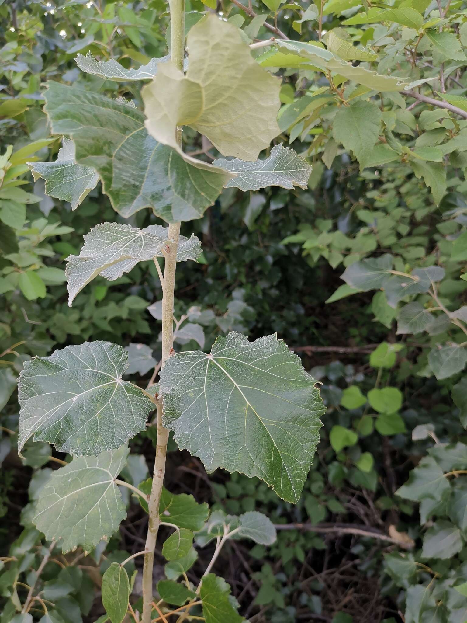 Image of Chinese white poplar