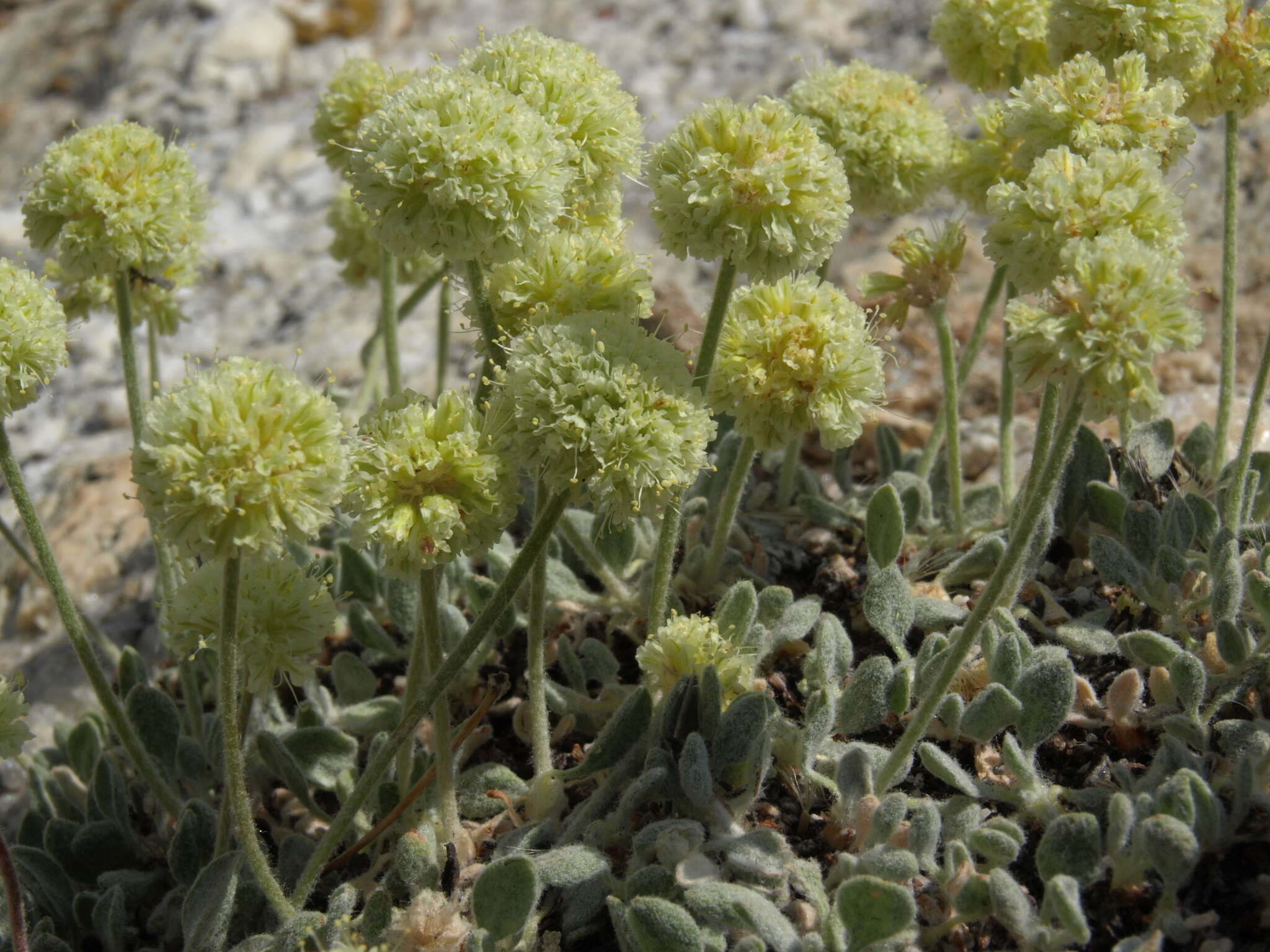 Image of Ruby Mountain buckwheat