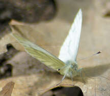 Plancia ëd Pieris napi (Linnaeus 1758)