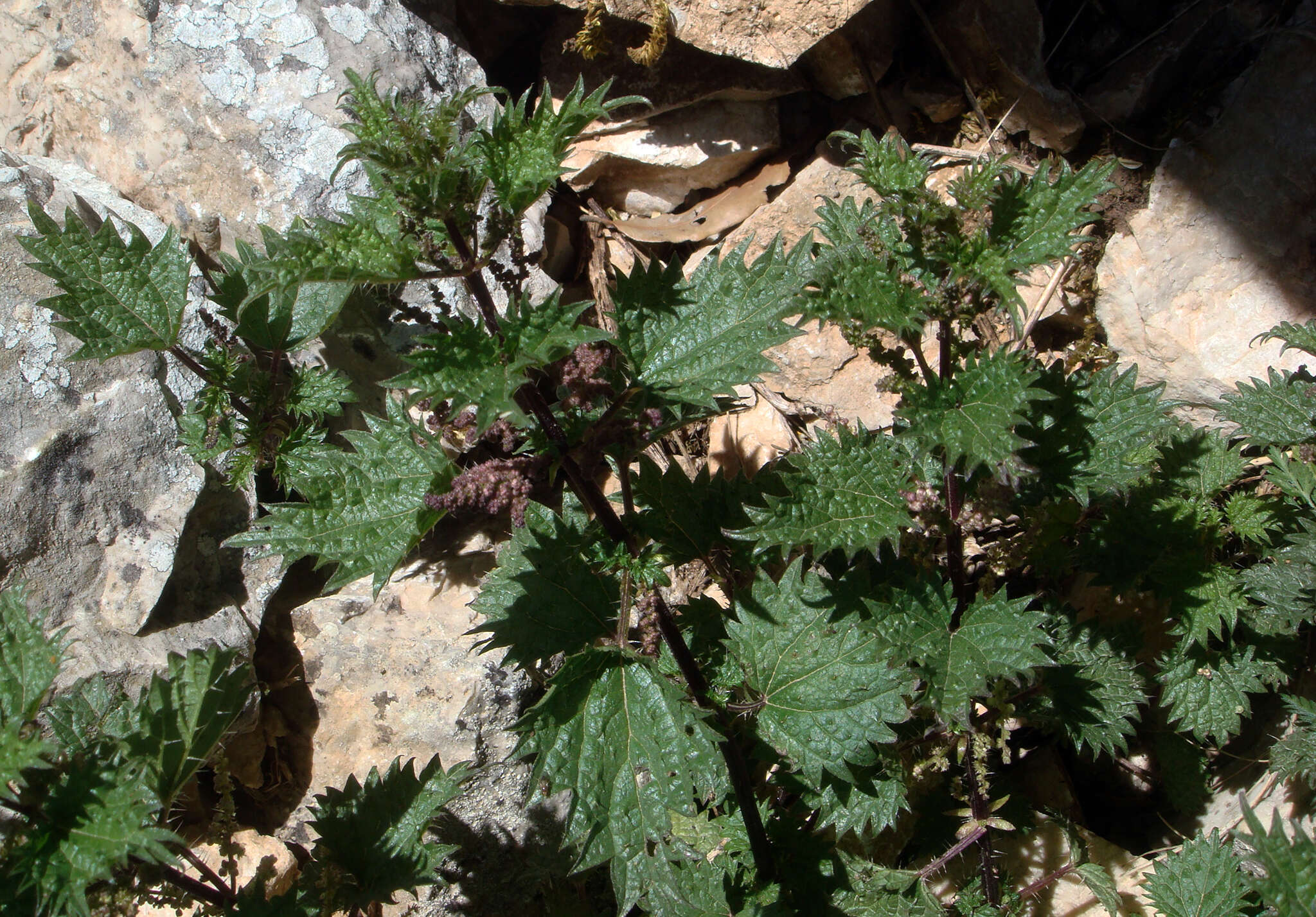 Image de Urtica atrovirens Req. ex Loisel.