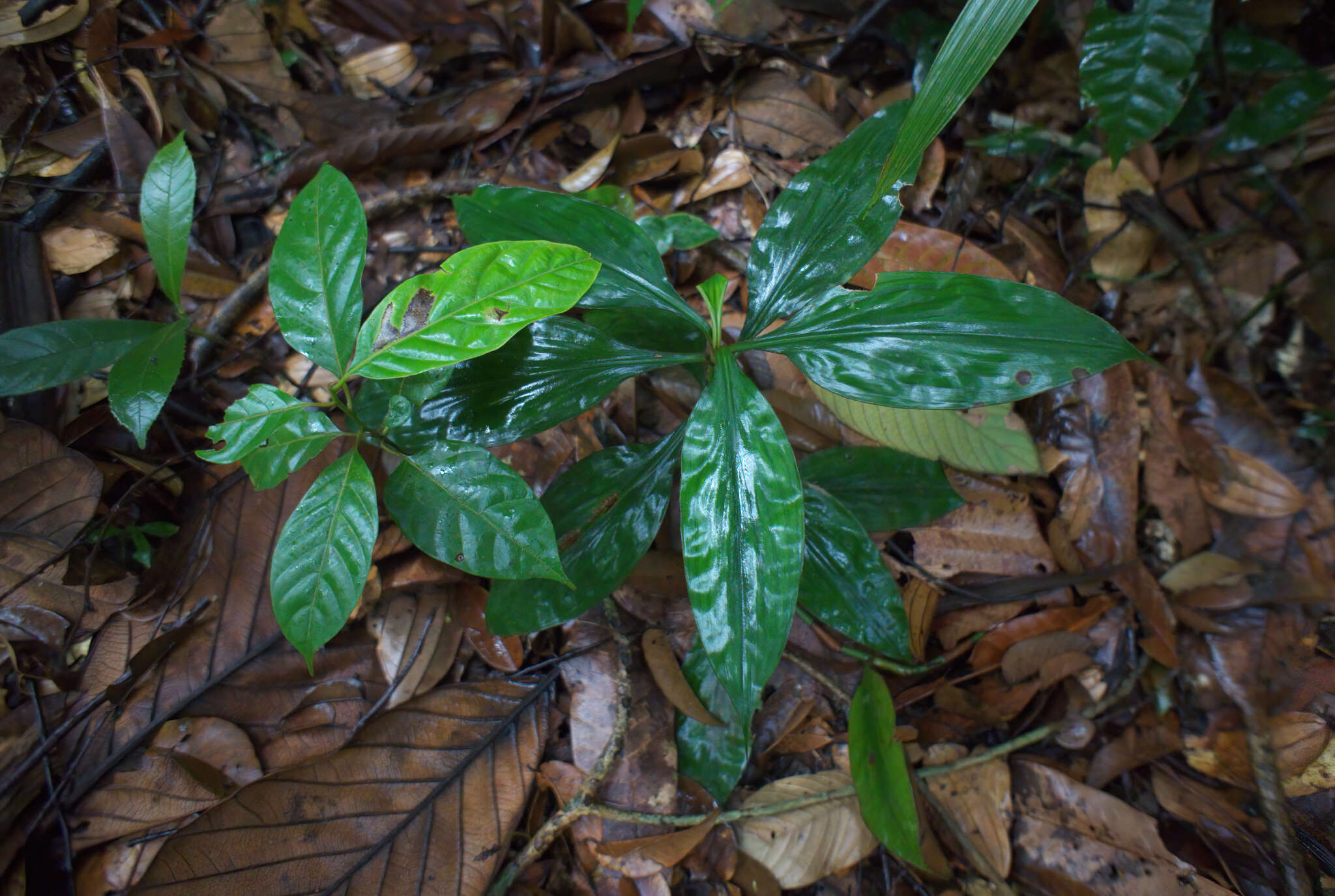 Image of Amischotolype gracilis (Ridl.) I. M. Turner