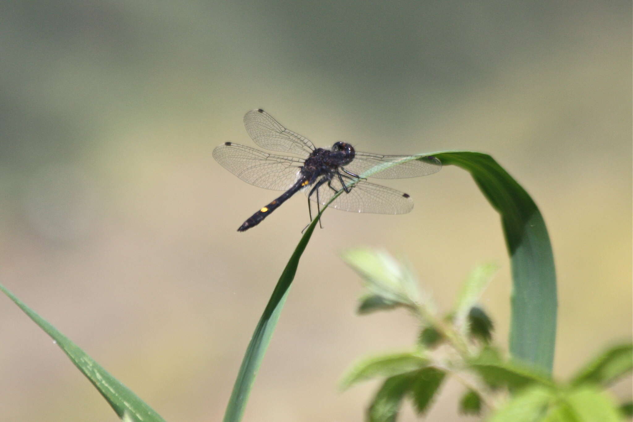 Image of Dot-tailed Whiteface