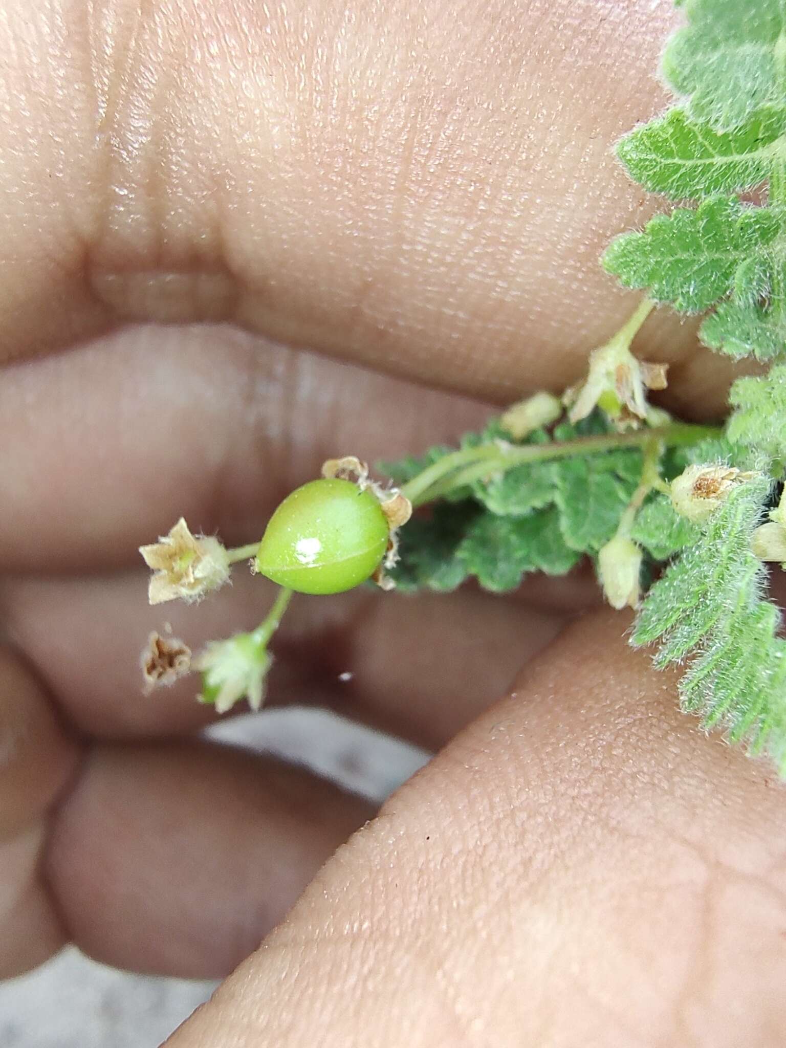 Image of Bursera filicifolia T. S. Brandegee