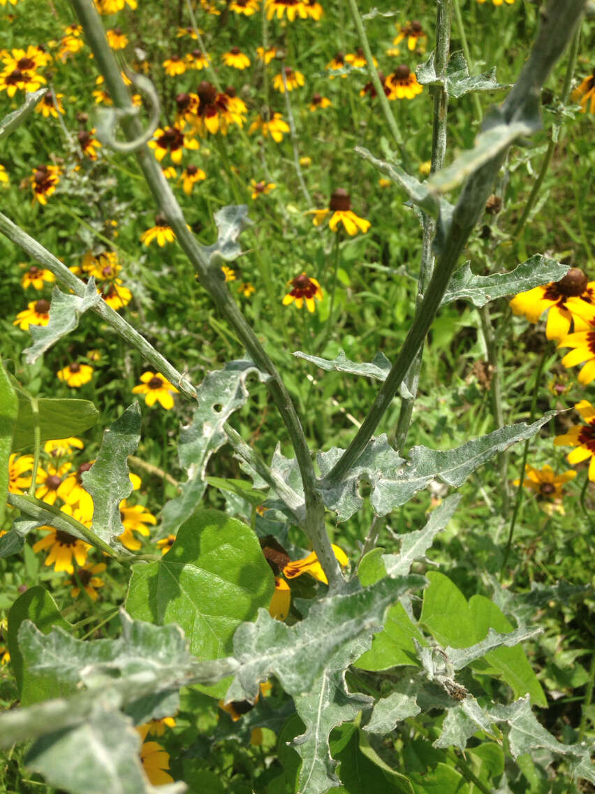 Image of Texas thistle