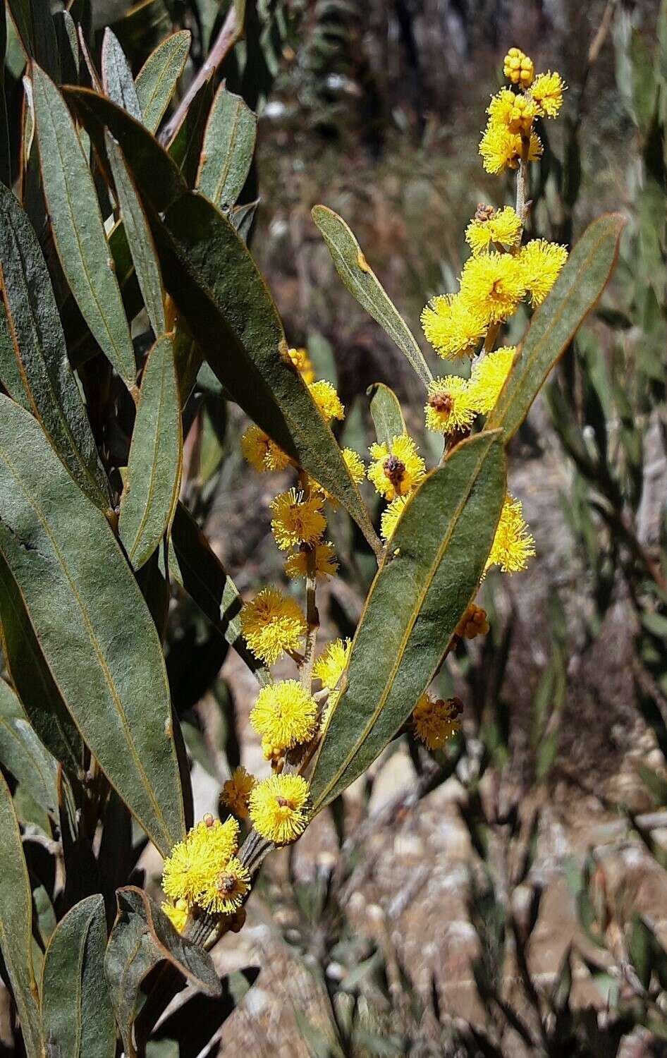 Acacia dorothea Maiden resmi