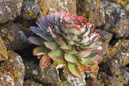 Image of Aeonium hierrense (Murr.) J. Pitard & L. Proust