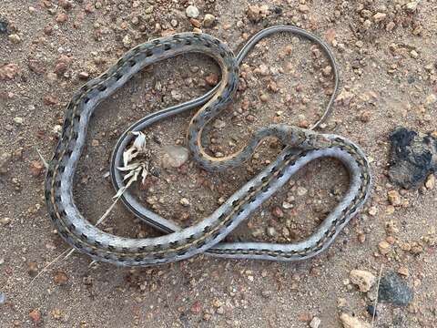 Plancia ëd Psammophis tanganicus Loveridge 1940