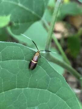 Imagem de Nemophora aurifera Butler 1881