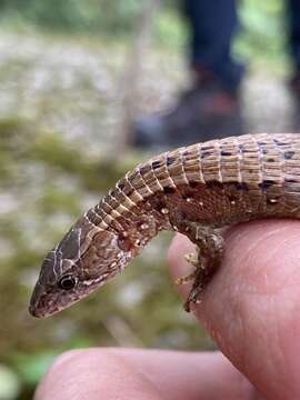 Image of Striped Lightbulb Lizard