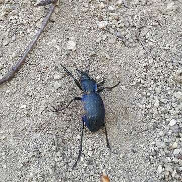 Image of Nebria (Boreonebria) rufescens rufescens (Stroem 1768)