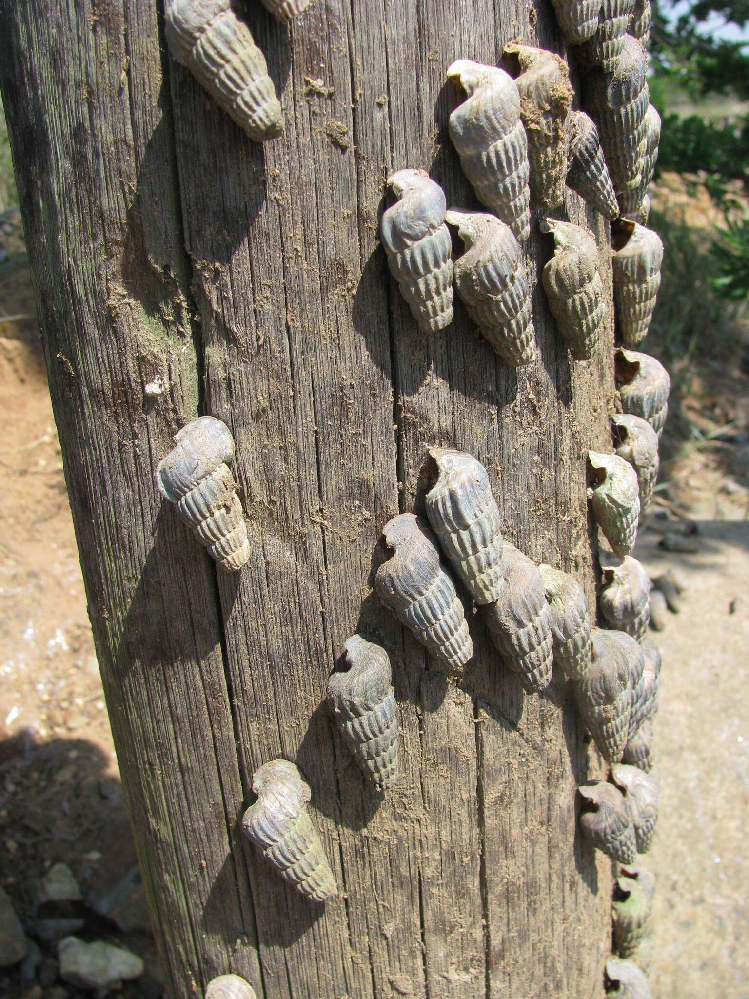 Image of truncated mangrove snail