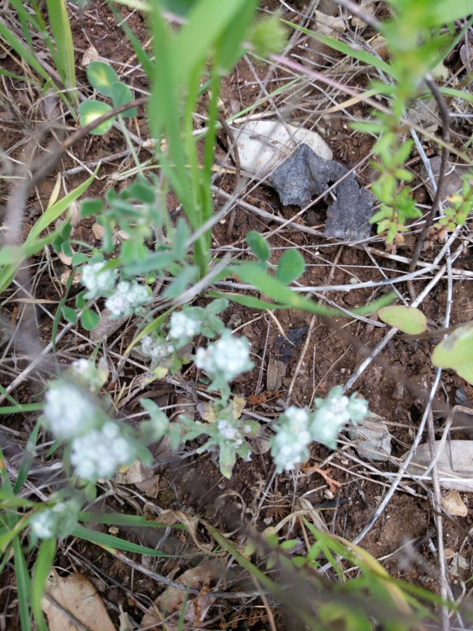 Image of spring pygmycudweed