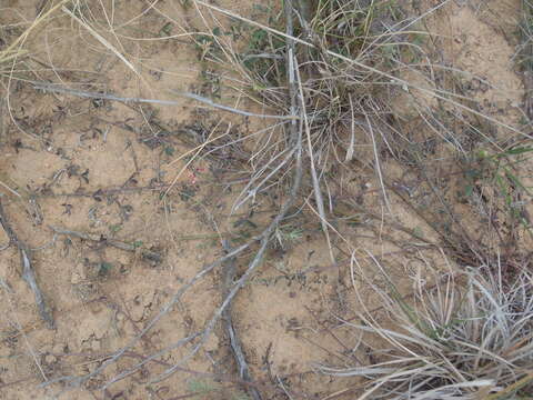 Image of Indigofera heterophylla Thunb.