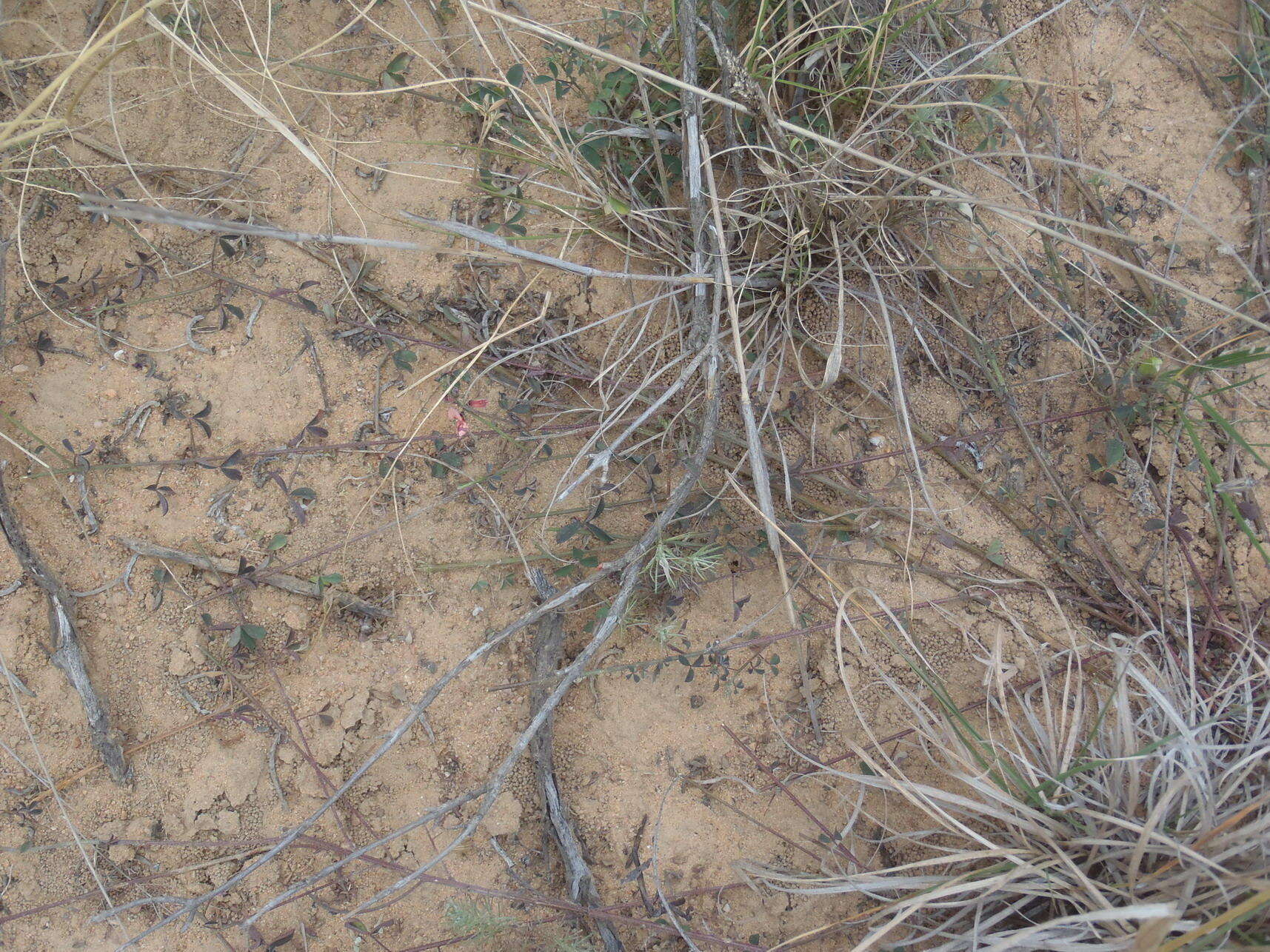 Image of Indigofera heterophylla Thunb.