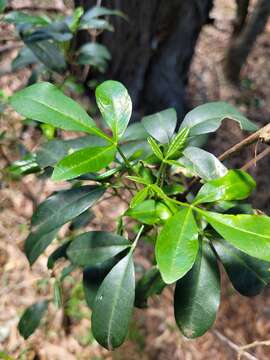 Image of Melicope micrococca (F. Müll.) T. G. Hartley