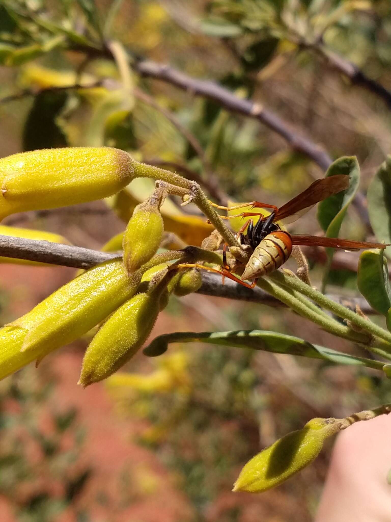 Image of Polistes buyssoni Brethes 1909