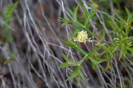 Image of Grevillea triternata R. Br.