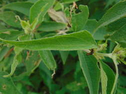 Image of Montanoa leucantha (Lag. & Segura) S. F. Blake