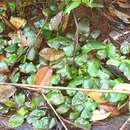 Image of Cryptocoryne griffithii Schott