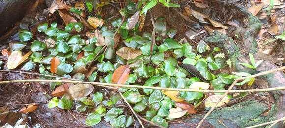 Image of Cryptocoryne griffithii Schott