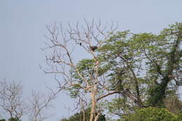 Image of Band-tailed Fish-eagle