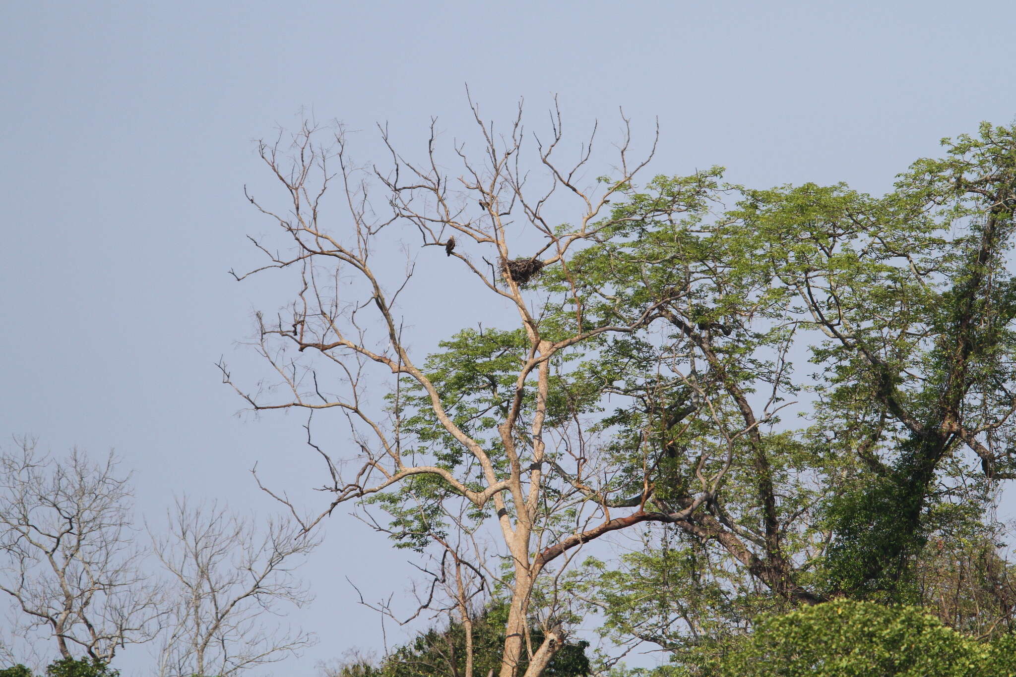 Image of Band-tailed Fish-eagle